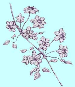 アーマンディー系クレマチス