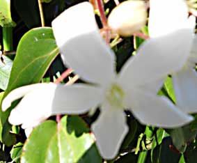 アーマンディ栽