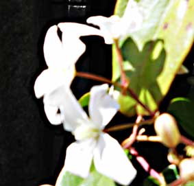 アーマンディ栽