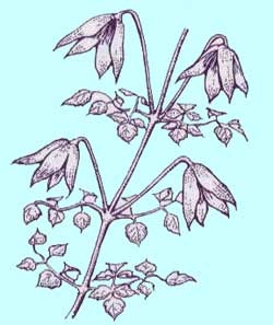 アーマンディー系クレマチス