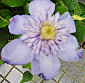 ブルーライト栽培