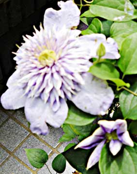 ブルーライト栽培