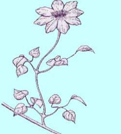 早咲き大輪系クレマチス