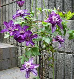 フロリダカシス栽培