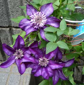 フロリダカシス栽培