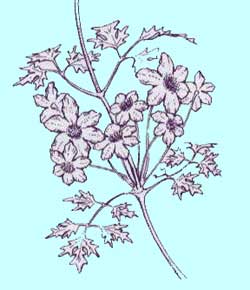 フォステリー系クレマチス