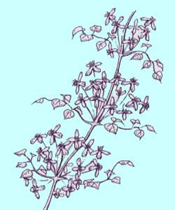 フラミュラ系クレマチス