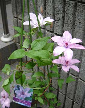 ハーグレイ・ハイブリッド栽培