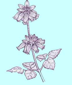 ヘラクリフォリア系クレマチス