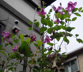 ヘザーハーシェル栽培