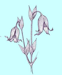 アーマンディー系クレマチス