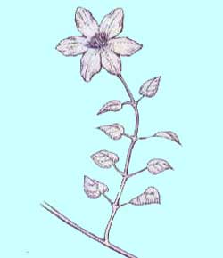 遅咲き大輪系クレマチス