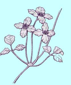 モンタナ系クレマチス