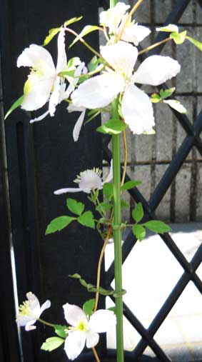 モンタナ‘エリザベス’栽培