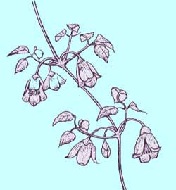 シルホサ系クレマチス