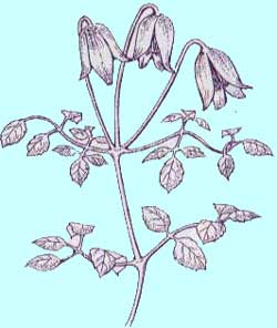 タングチカ系クレマチス