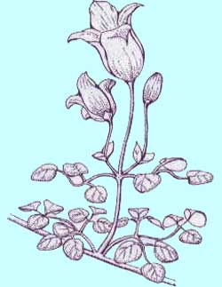 テキセンシス系クレマチス