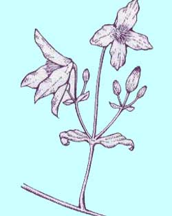 ビチセラ系クレマチス