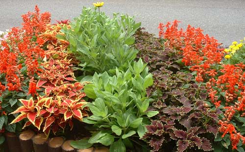 裏庭ガーデン0608