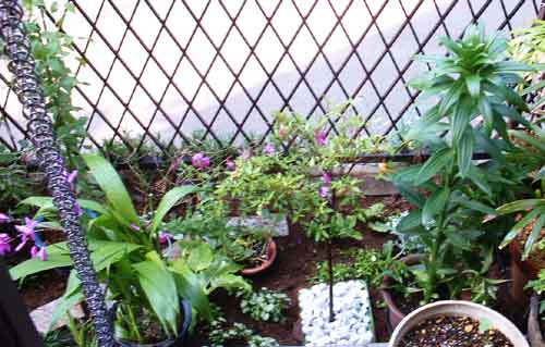 フロントガーデン0805