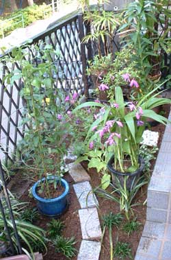 フロントガーデン0805a