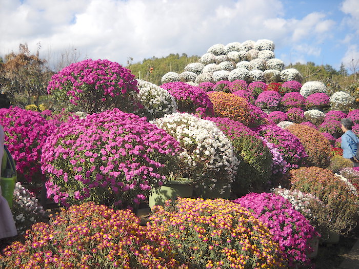 裏庭ガーデン0608