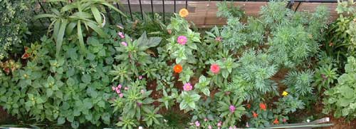 裏庭ガーデン0608