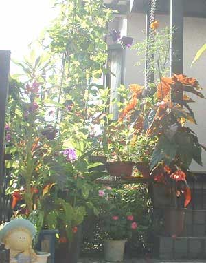 フロントガーデン0608