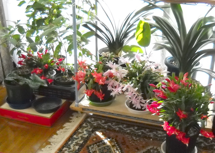 裏庭ガーデン0608