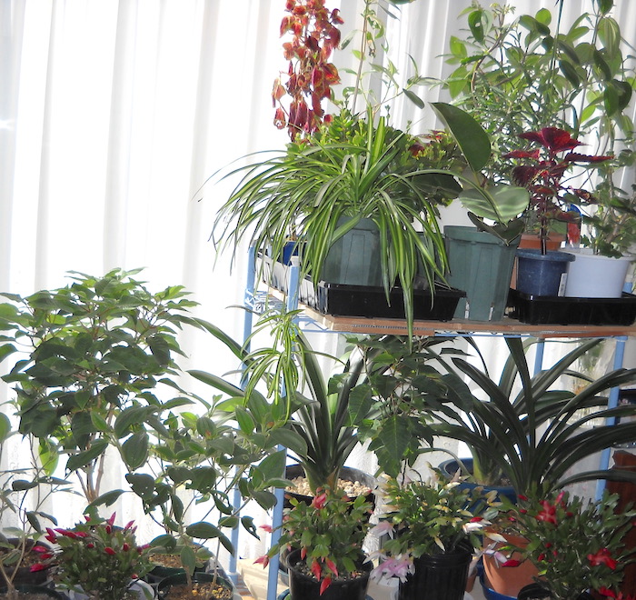 裏庭ガーデン0608