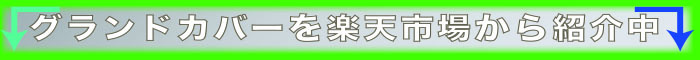 店頭で探せない観葉植物を楽天市場から紹介中