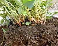 クリスマスローズの株分け