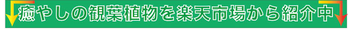 店頭で探せない観葉植物を楽天市場から紹介中