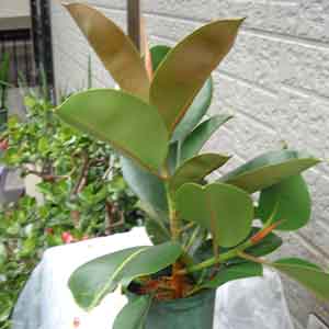 クリスマスローズの株分け