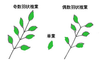 クリスマスローズの株分け