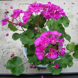 ゼラニウムの挿し木