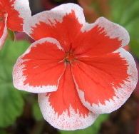 大きめの花びら5枚のシングル