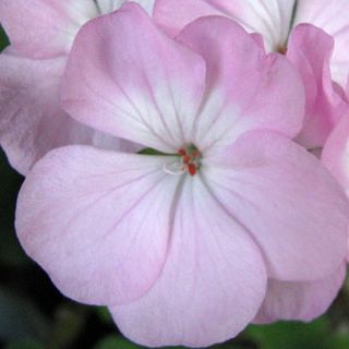 大きめの花びら5枚のシングル