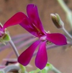 大きめの花びら5枚のシングル