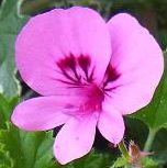 大きめの花びら5枚のシングル