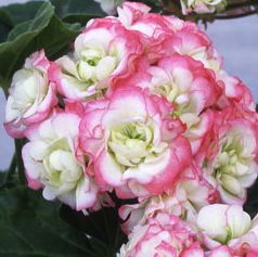 大きめの花びら5枚のシングル