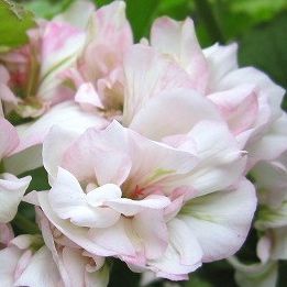 大きめの花びら5枚のシングル