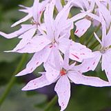 大きめの花びら5枚のシングル