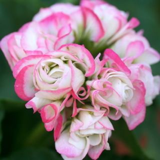 大きめの花びら5枚のシングル