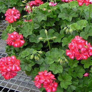 アーマンディー系クレマチス