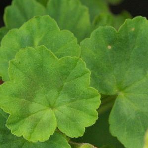 アーマンディー系クレマチス