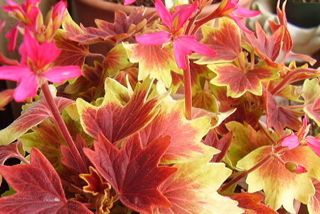 アーマンディー系クレマチス