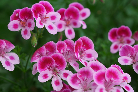 アーマンディー系クレマチス