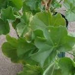 アーマンディー系クレマチス