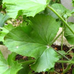 アーマンディー系クレマチス